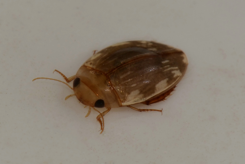 Dytiscidae: Laccophilus cfr.  hyalinus